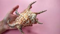 Spider Scorpian Shell Sea Ã¢â¬â¹Ã¢â¬â¹animal shells Royalty Free Stock Photo